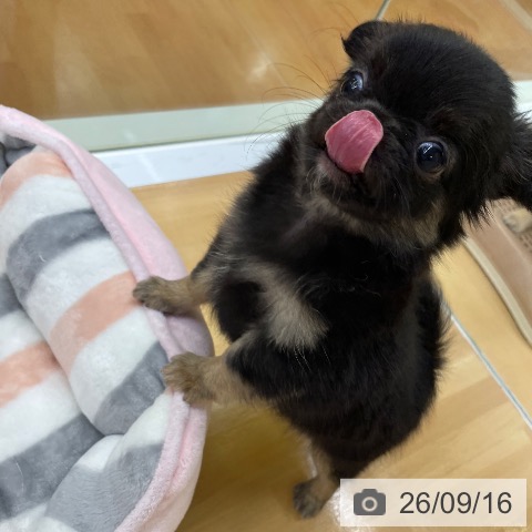 チワワの写真