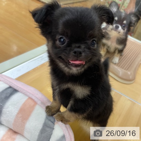 チワワの写真