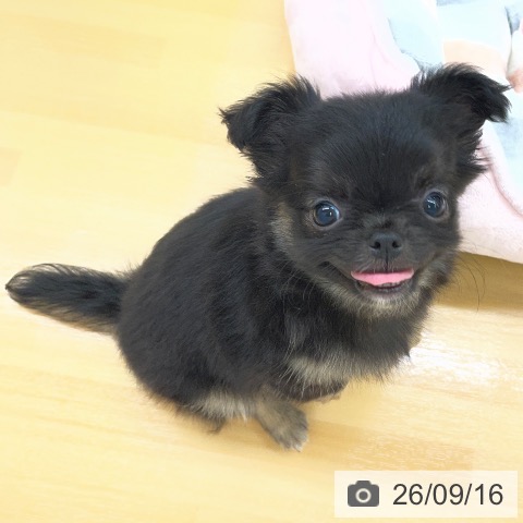チワワの写真