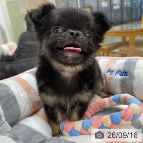 チワワの写真