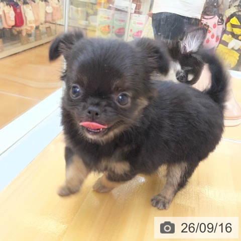 チワワの写真