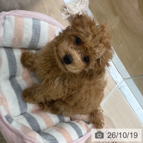 福岡県のトイプードル(トイ) (ペットプラス 黒崎店/2026年7月10日生まれ/男の子/レッド)の子犬の3枚目の画像