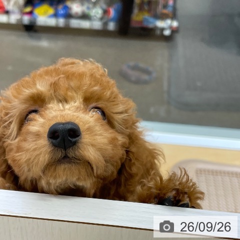 福岡県のトイプードル(トイ) (ペットプラス MARK IS 福岡ももち店/2026年7月10日生まれ/男の子/レッド)の子犬の4枚目の画像