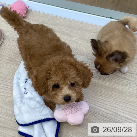 沖縄県のトイプードル(トイ) (ペットプラス 沖縄ライカム店/2026年7月10日生まれ/男の子/レッド)の子犬の3枚目の画像