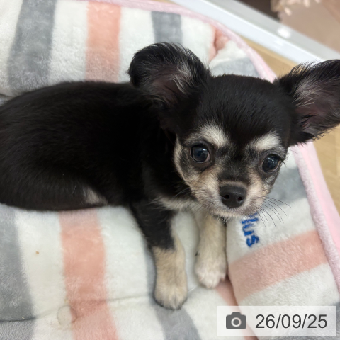宮崎県のチワワ(ロング) (ペットプラス 宮崎店/2026年7月16日生まれ/男の子/ブラックタンホワイト)の子犬の4枚目の画像