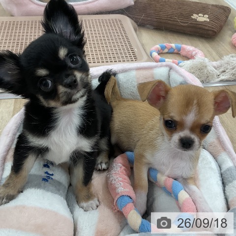 チワワの写真