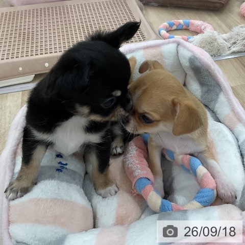 チワワの写真