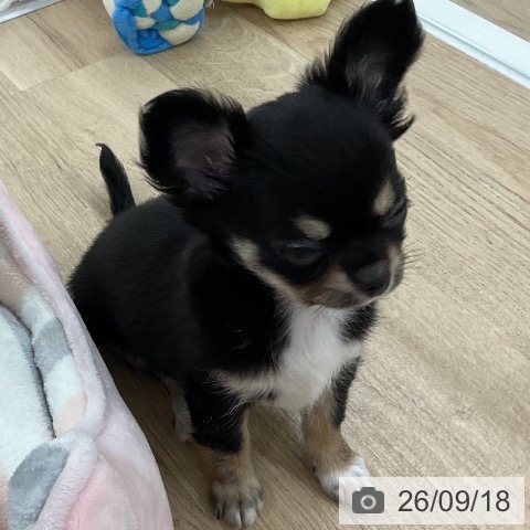 チワワの写真