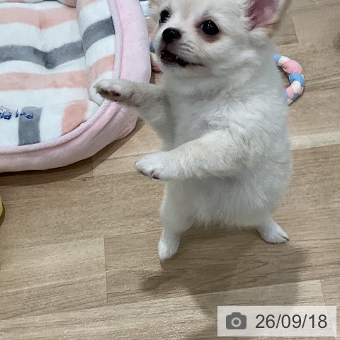 チワワの写真