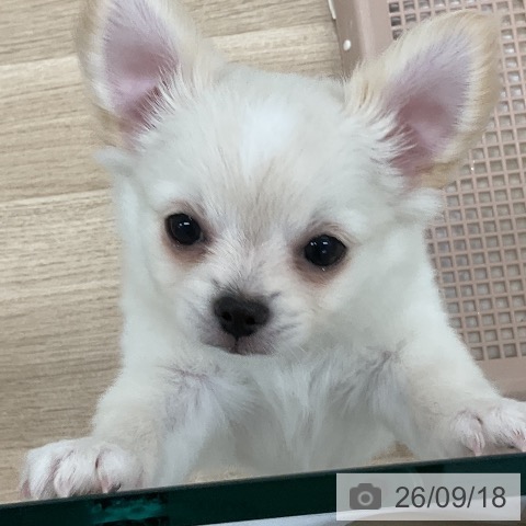 チワワの写真