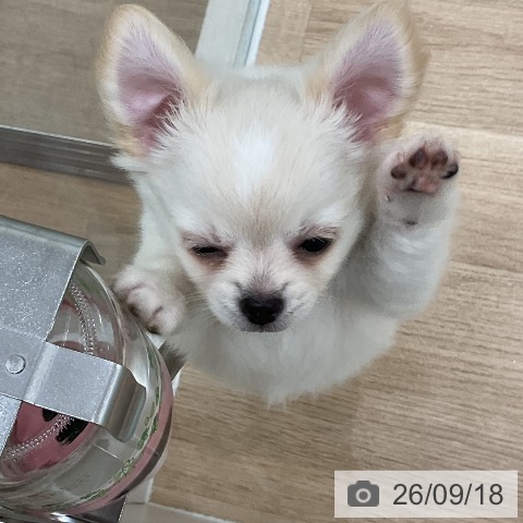 チワワの写真