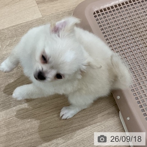 チワワの写真