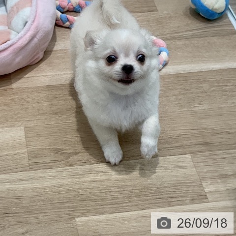 チワワの写真