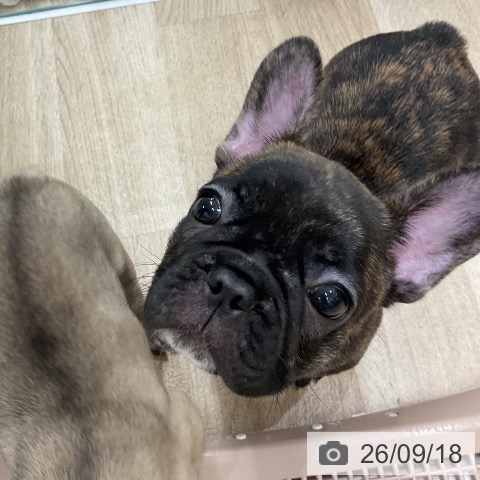 フレンチ・ブルドッグの写真