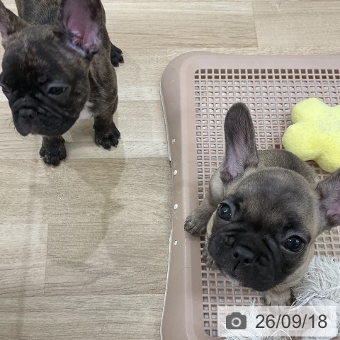 フレンチ・ブルドッグの写真
