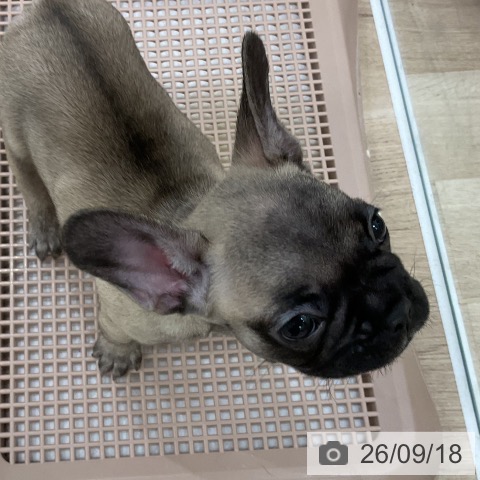 フレンチ・ブルドッグの写真