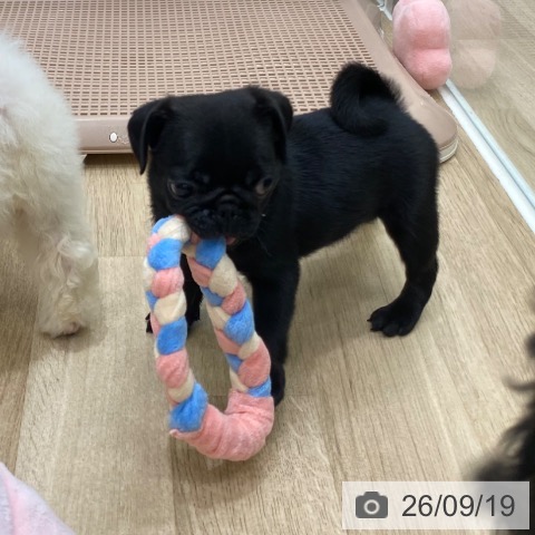 パグの写真