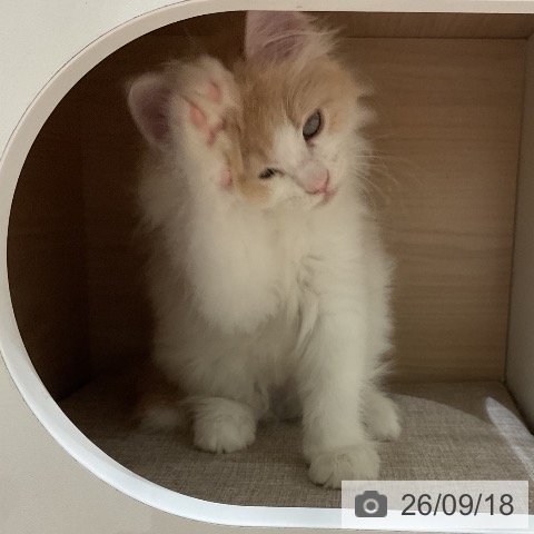 ノルウェージャンフォレストキャットの写真