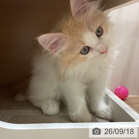 ノルウェージャンフォレストキャットの写真