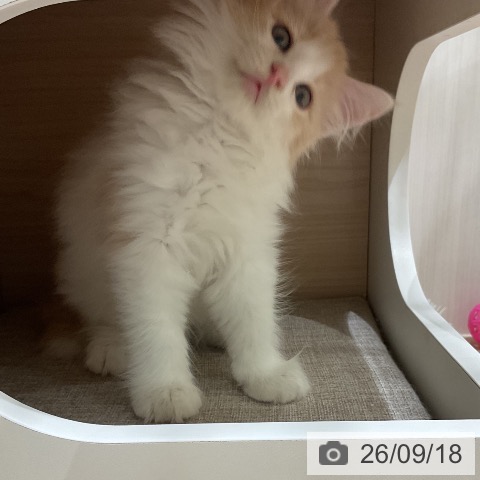 ノルウェージャンフォレストキャットの写真