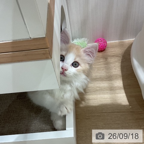 ノルウェージャンフォレストキャットの写真