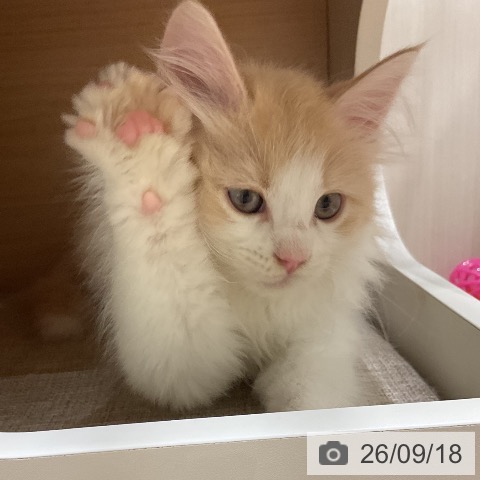 ノルウェージャンフォレストキャットの写真
