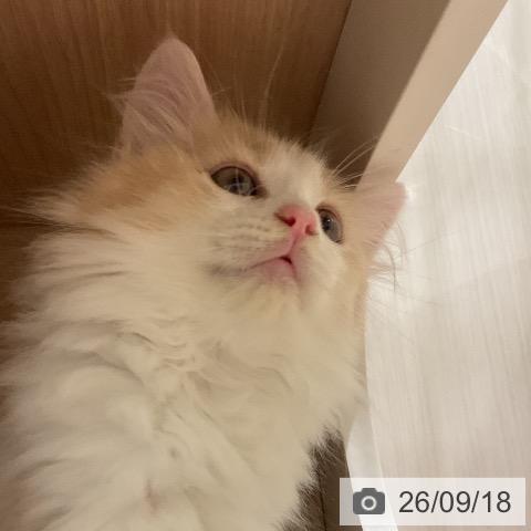 ノルウェージャンフォレストキャットの写真