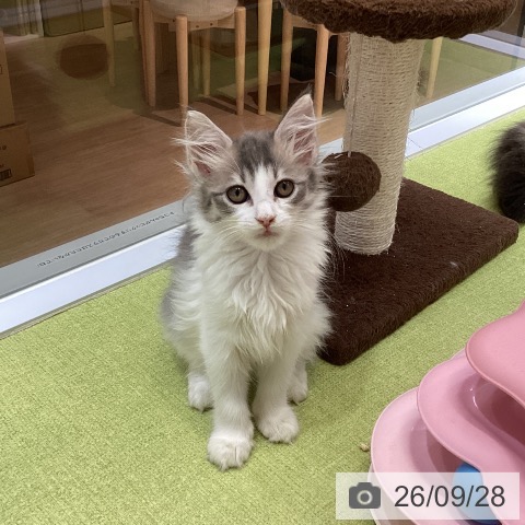 沖縄県のノルウェージャンフォレストキャット (ペットプラス 沖縄ライカム店/2026年7月17日生まれ/女の子/ブルータビーホワイト)の子猫の3枚目の画像