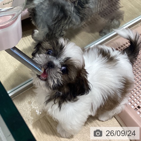 シー・ズーの写真