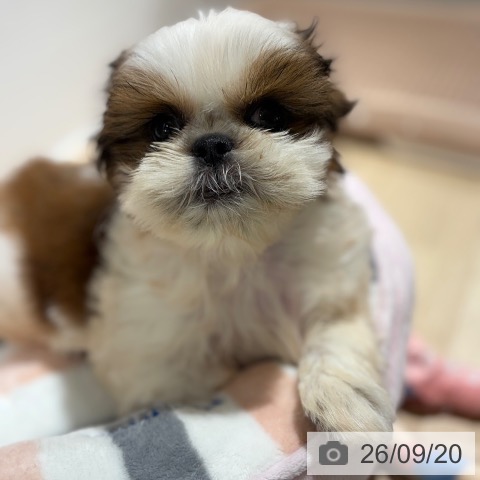 兵庫県のシーズー (ペットプラス 神戸三宮店/2026年7月17日生まれ/女の子/ゴールドホワイト)の子犬の3枚目の画像