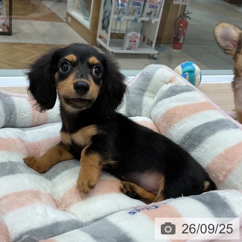 大阪府のカニンヘンダックスフンド(ロング) (ペットプラス ららぽーと和泉店/2026年7月17日生まれ/男の子/ブラックタン)の子犬の4枚目の画像