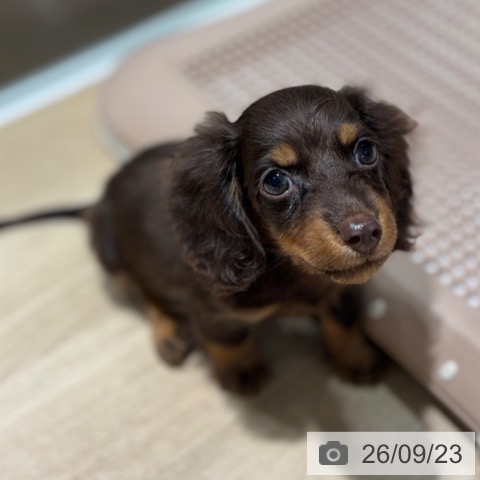 兵庫県のカニンヘンダックスフンド(ロング) (ペットプラス 神戸三宮店/2026年7月17日生まれ/男の子/チョコレートタン)の子犬の3枚目の画像