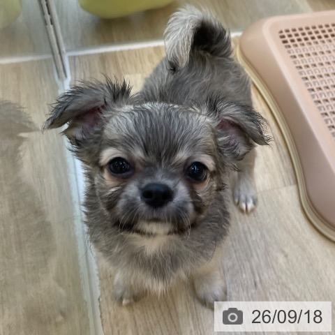 チワワの写真