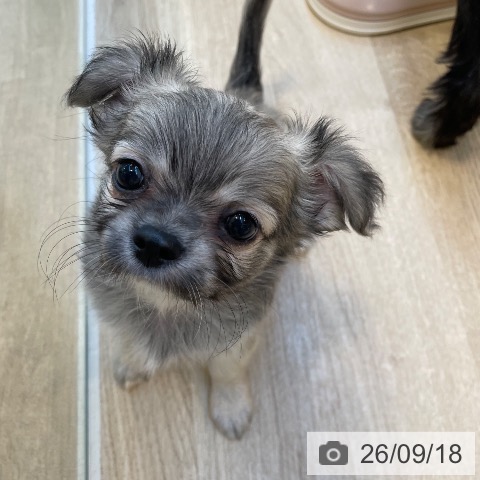 チワワの写真