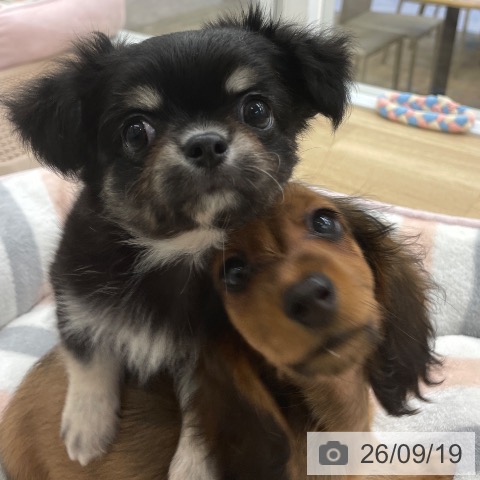チワワの写真