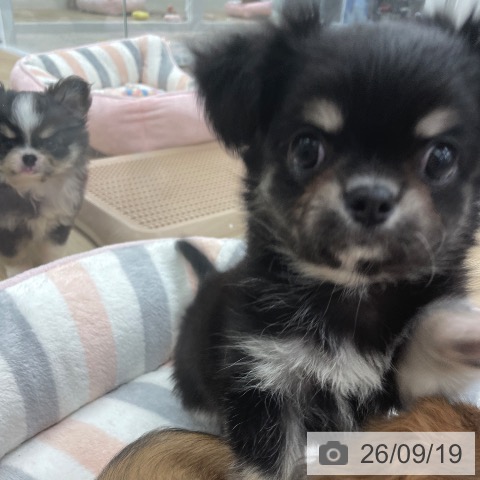 チワワの写真