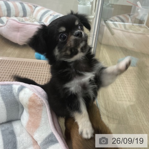 チワワの写真