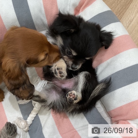チワワの写真
