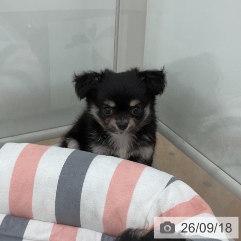 チワワの写真
