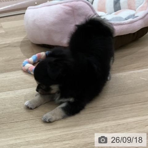チワワの写真