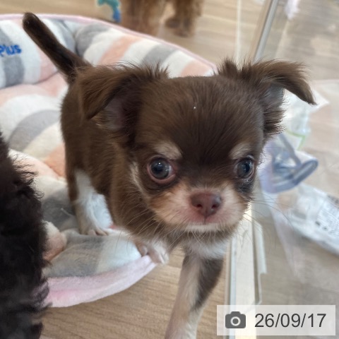チワワの写真