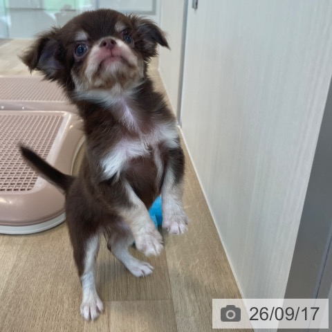チワワの写真