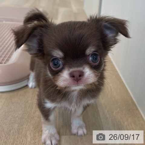 チワワの写真