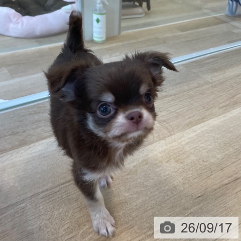 チワワの写真