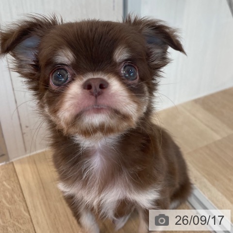 チワワの写真
