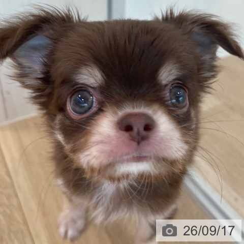 チワワの写真