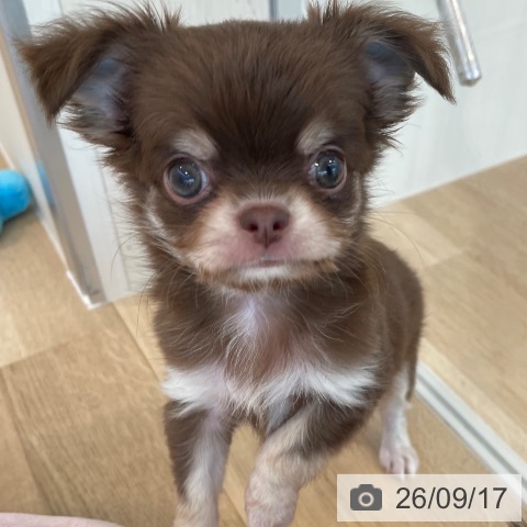 チワワの写真