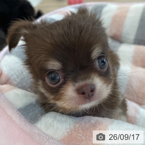 チワワの写真