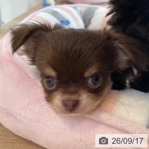 チワワの写真