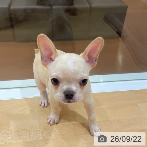 奈良県のフレンチブルドッグ (ペットプラス 大和郡山店/2026年7月15日生まれ/男の子/クリーム)の子犬の3枚目の画像